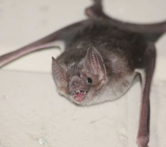 CHAUVES-SOURIS, LES MAL-AIMEES