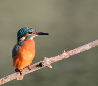 MARTIN-PÊCHEUR, LE JOYAU FLASHY DE NOS RIVIERES