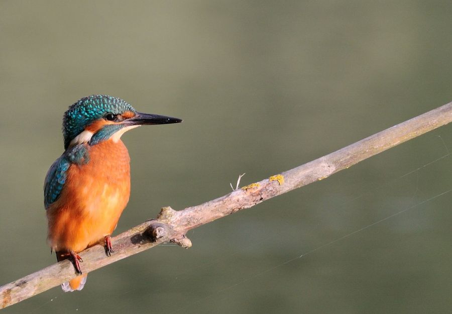 Martin-Pêcheur - © Thomas PIERRE