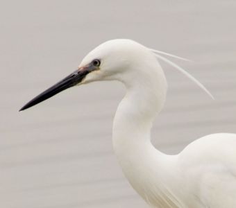 LA FRANCE SAUVAGE : LA LOIRE, FLEUVE ROYAL INDOMPTE AUX OISEAUX EMBLEMATIQUES