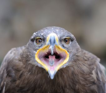 AIGLE ROYAL, GYPAETE BARBU, VAUTOUR FAUVE : A LA RENCONTRE DES GRANDS RAPACES DE FRANCE