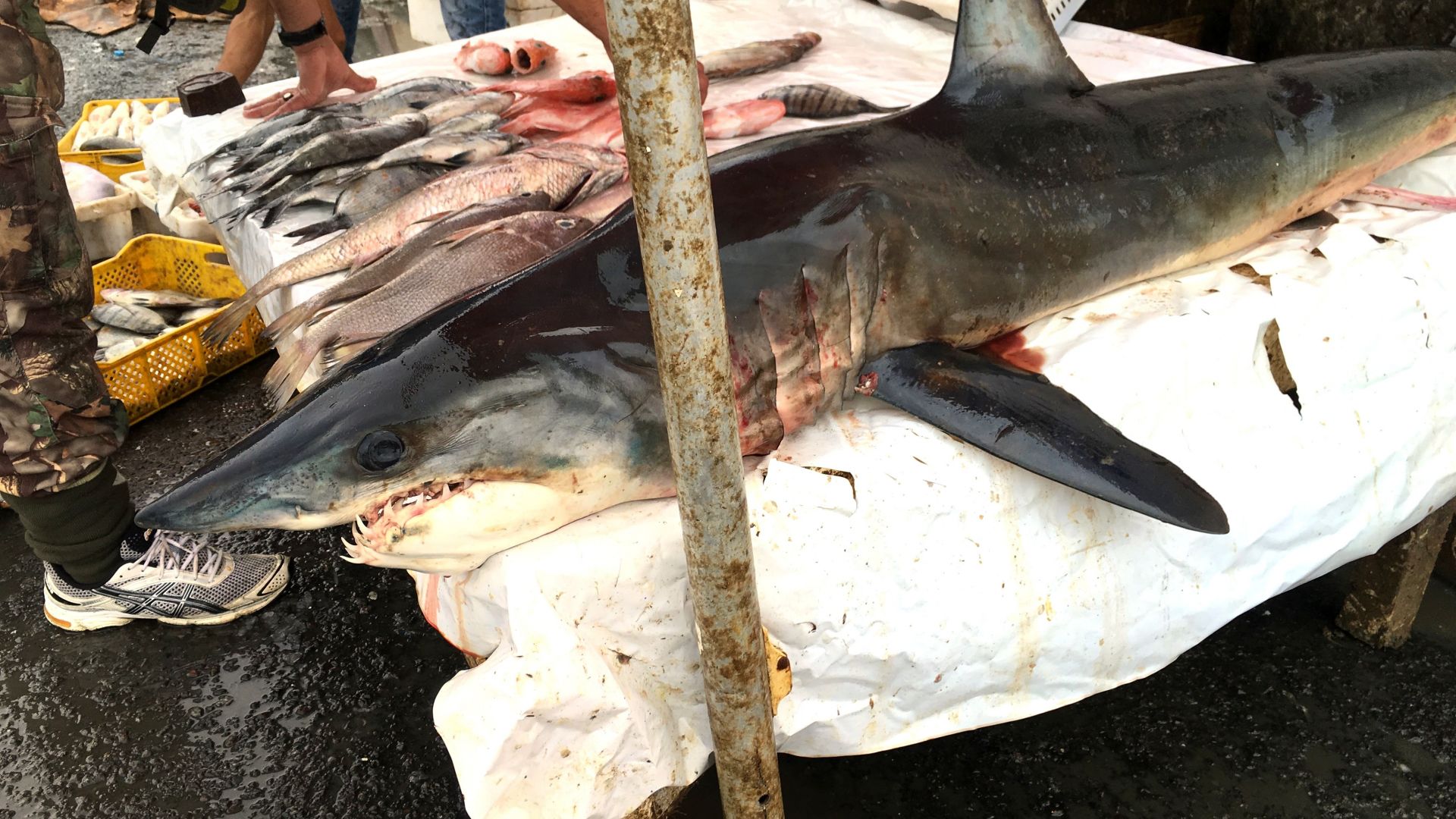 Le requin, une espèce caricaturée, mal protégée, et menacée 