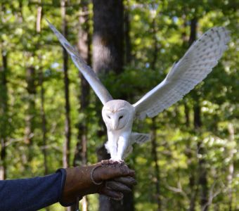 Le hibou grand-duc fait son retour en Alsace - Le Parisien