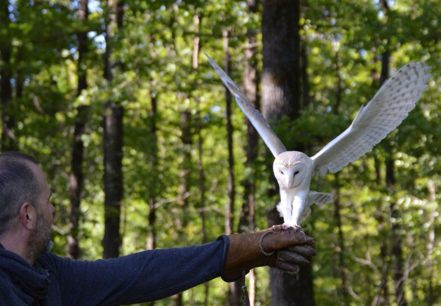 Chouettes et hiboux : à la découverte de ces rapaces nocturnes menacés