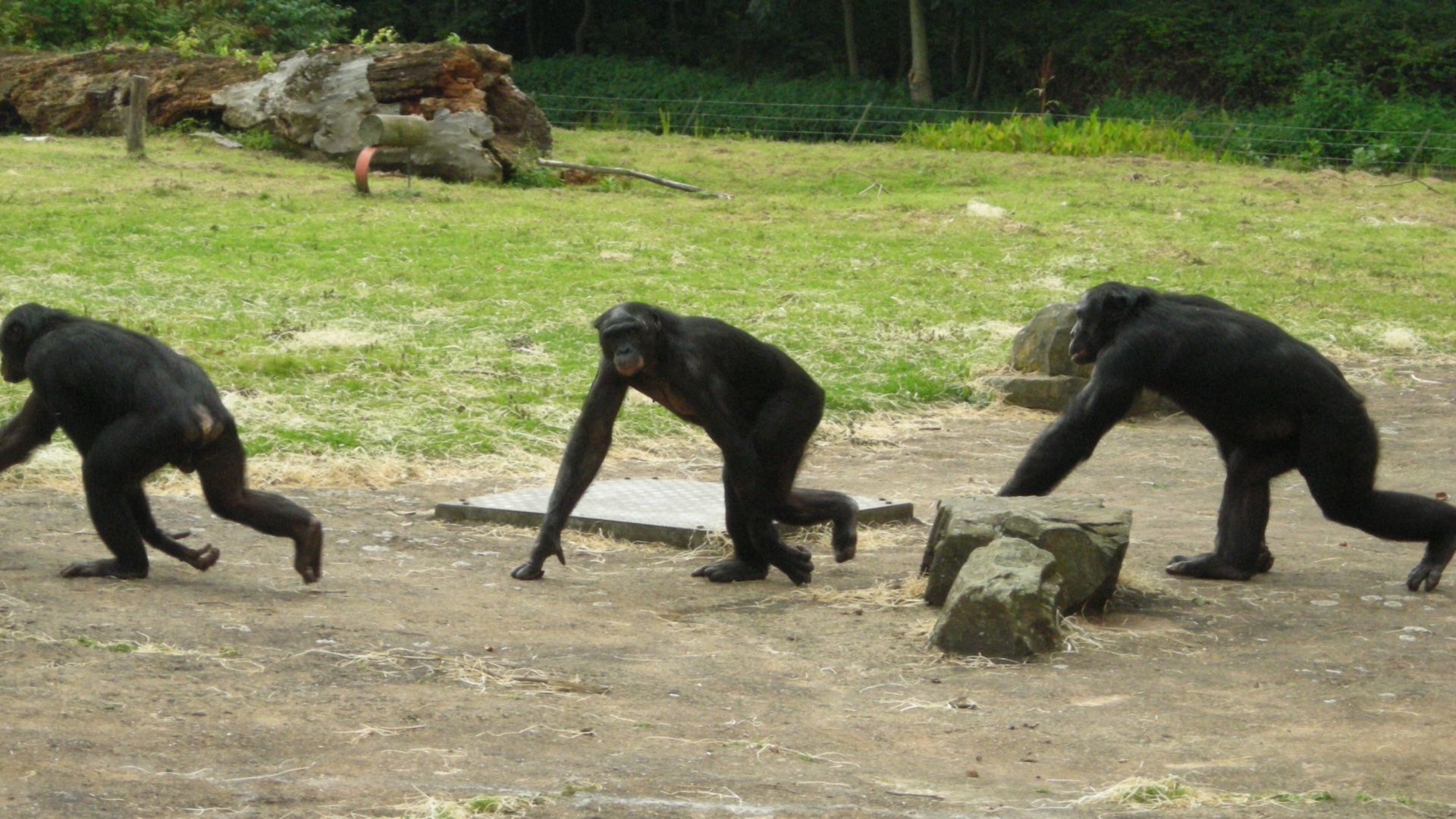 Chimpanzé, bonobo, gibbon… Qui sont ces grands singes ? : Femme Actuelle Le  MAG