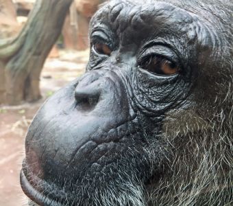 CHIMPANZES ET BONOBOS : HUMAINS, TROP HUMAINS