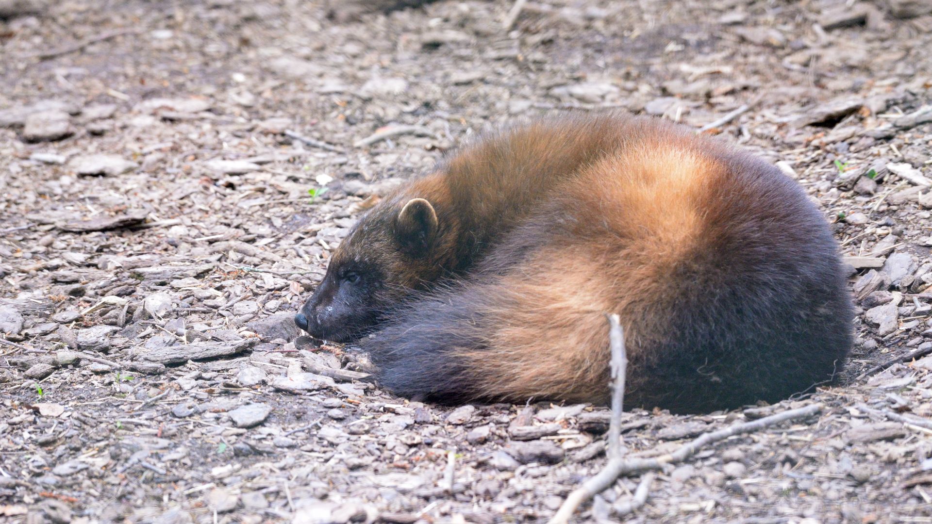 Lorraine. À quand remontent les dernières traces des ours bruns dans les  Vosges ?