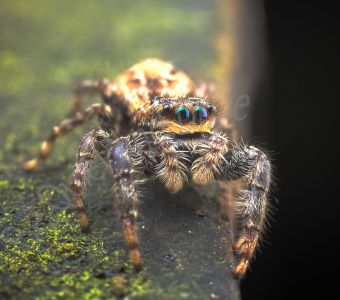 GROS PLAN SUR LES ARAIGNEES DE NOS MAISONS ET JARDINS