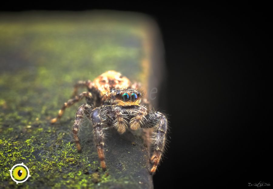 Boite Araignée  Le Voisin Farceur