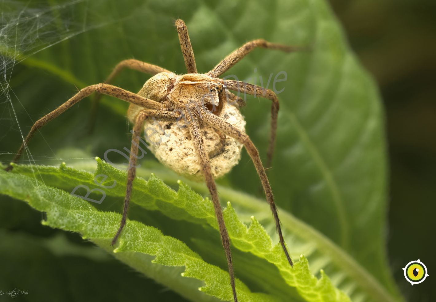 Une femelle d'araignée pisaure admirable protégeant ses oeufs