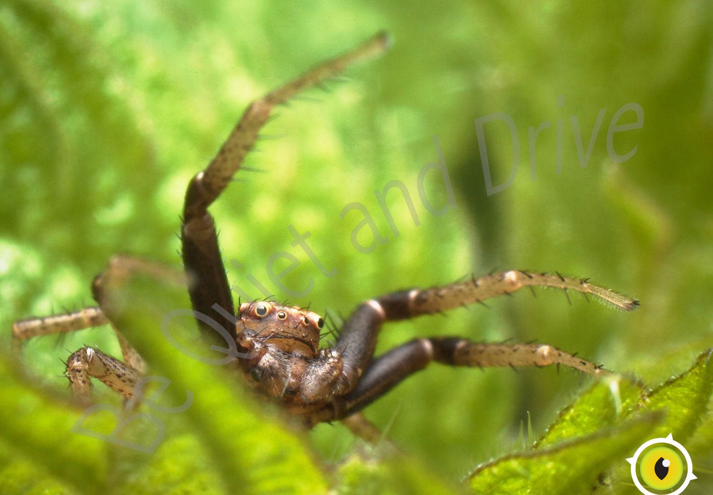 Une araignée Xysticus ulmi en gros plan