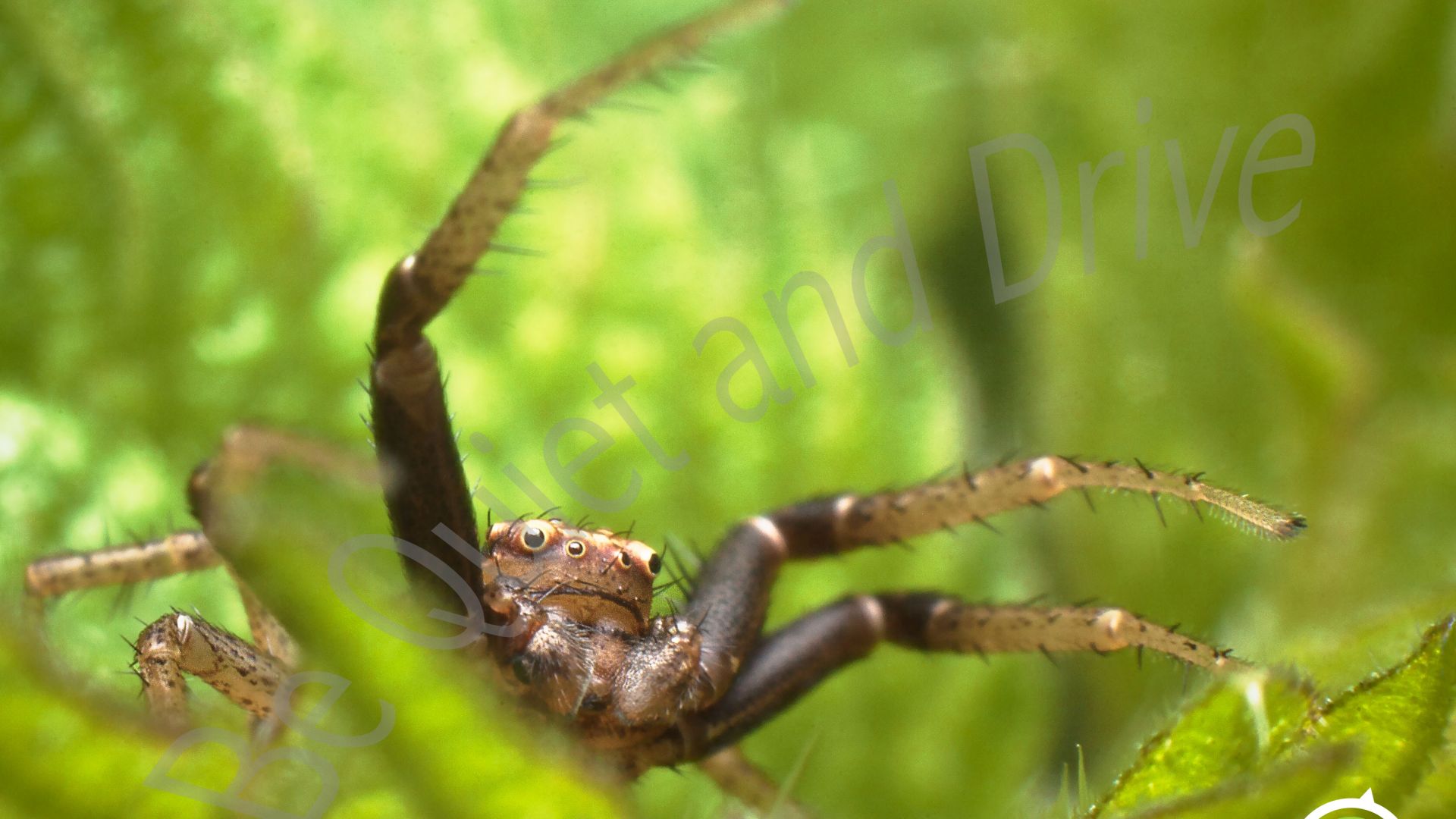 Prép. Micro. Araignée, patte entière, peignes