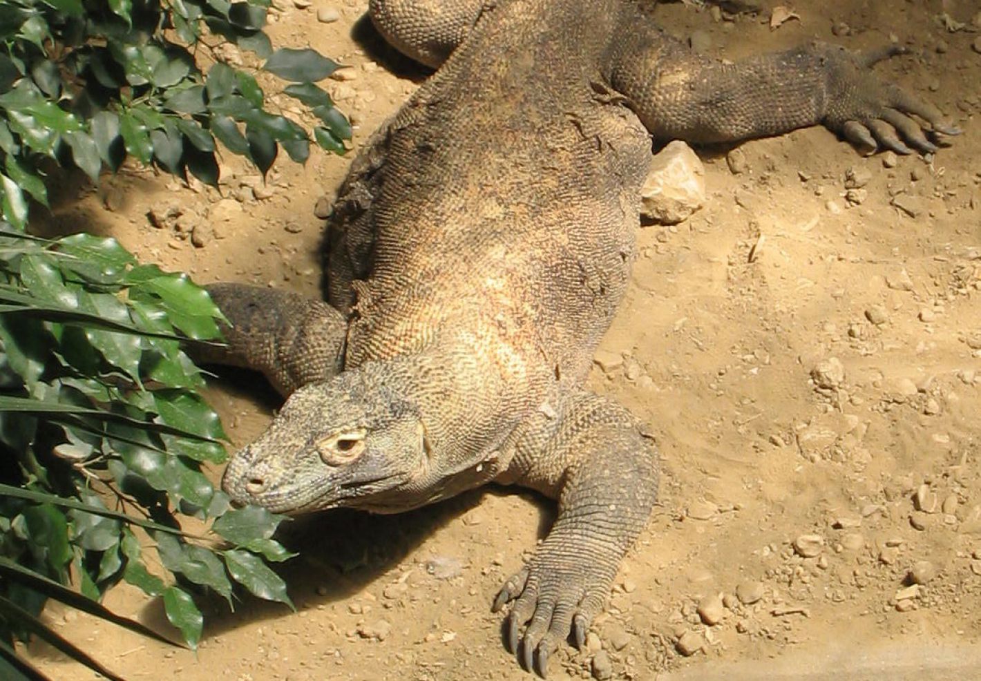 Photo d'un varan de Komodo par Julien PIERRE