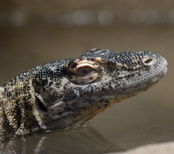 DRAGON DE KOMODO, LE DERNIER DINOSAURE