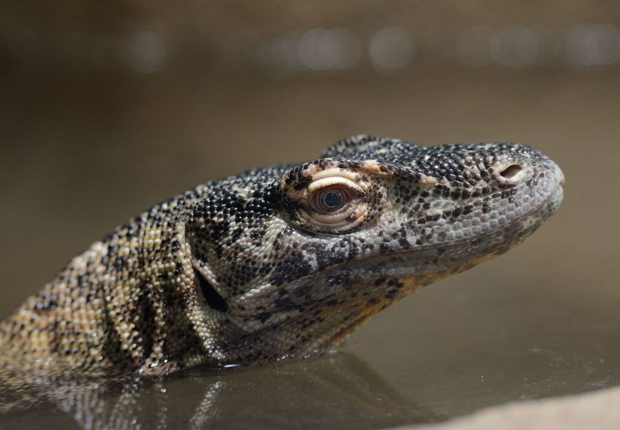 Photo d'un varan de Komodo par Thomas PIERRE