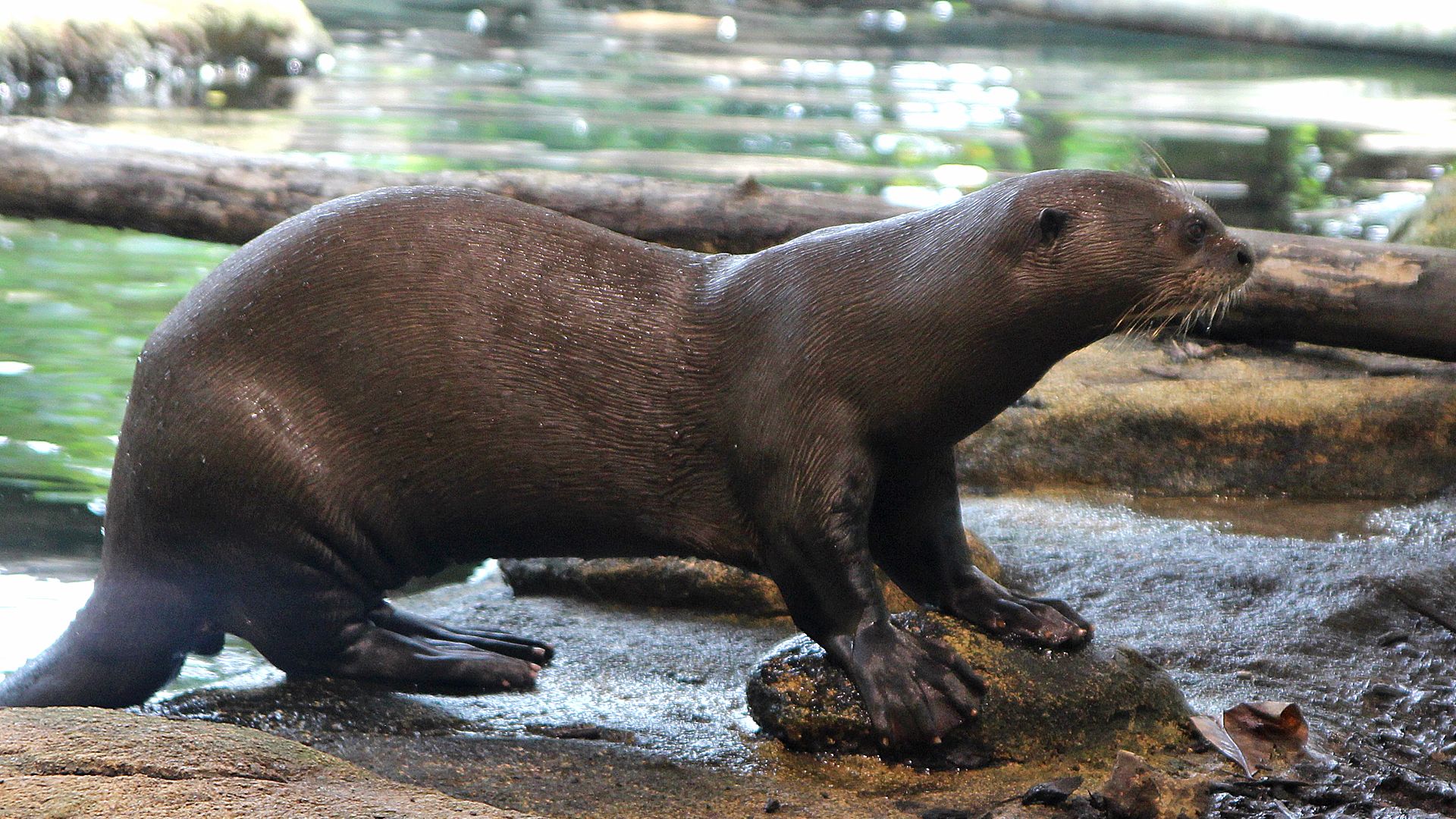 Découvrez la loutre géante, une espèce fascinante en danger de