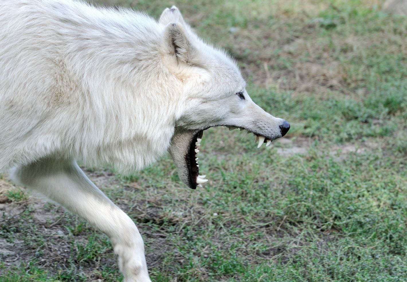 Un loup arctique gueule ouverte