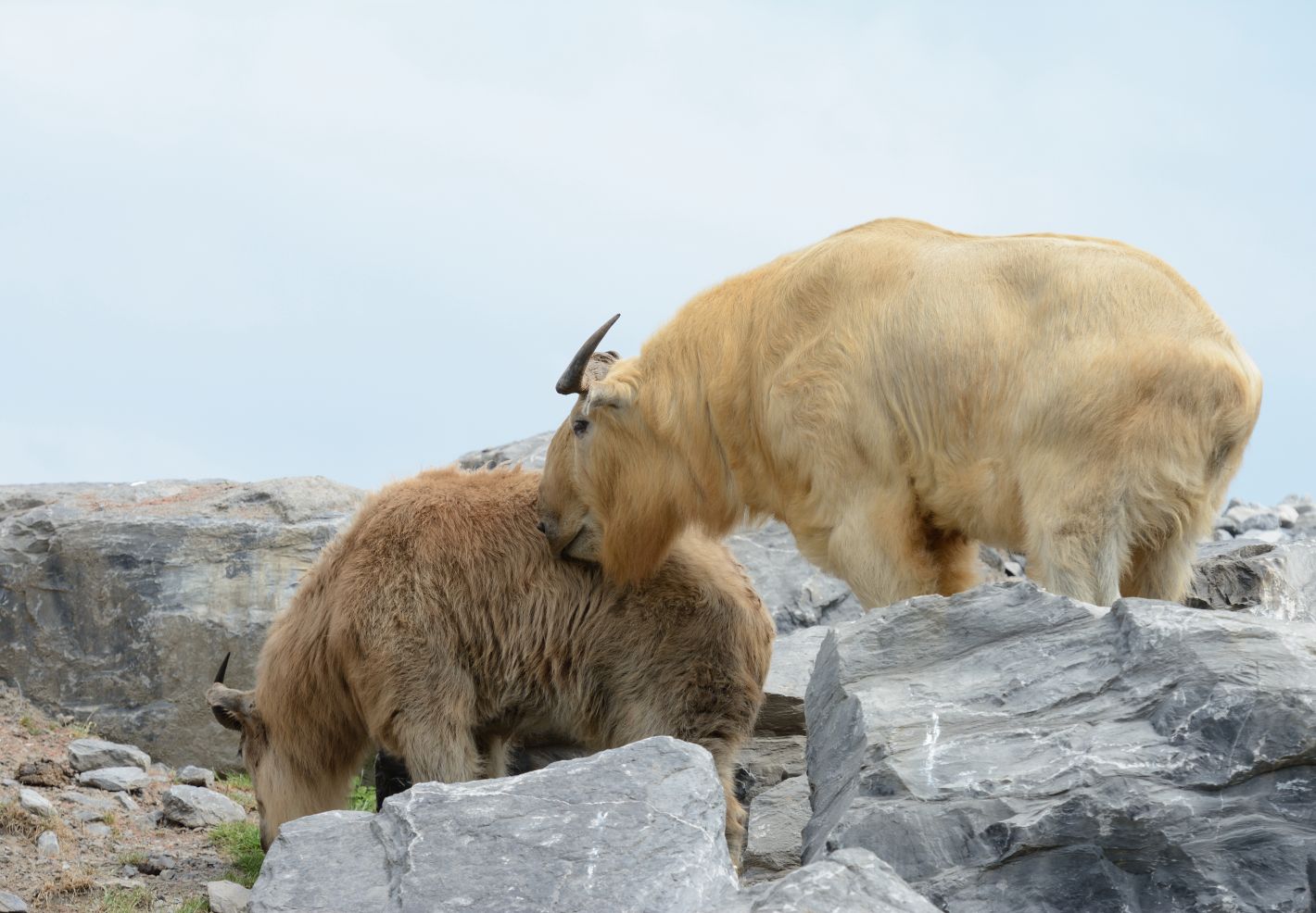 Deux takins dans des rochers