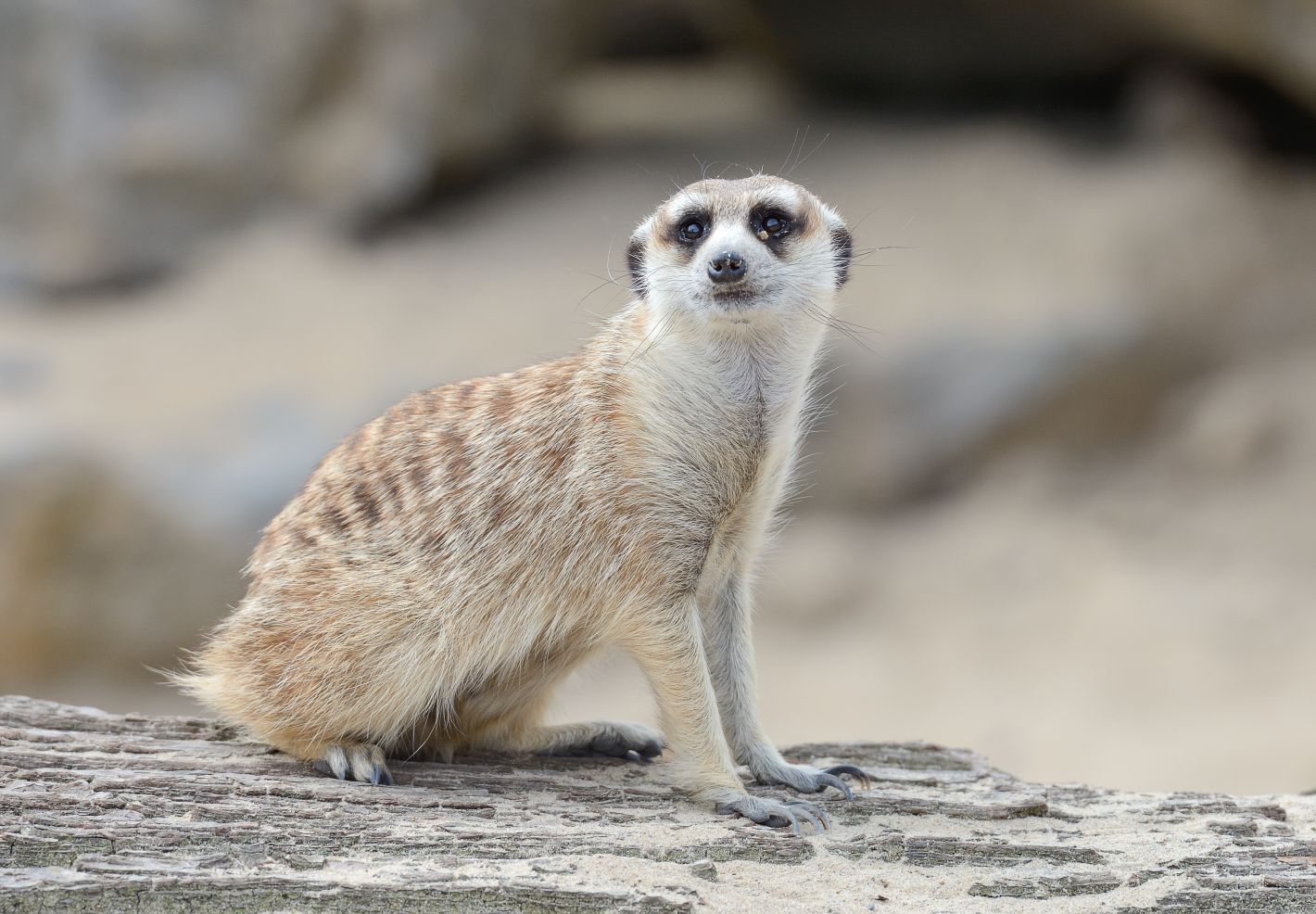 Un suricate sur un tronc d'arbre