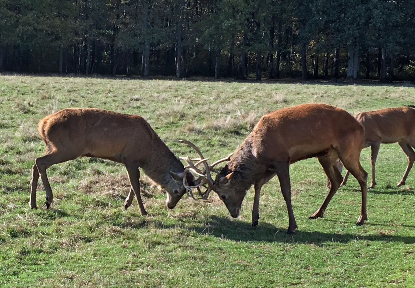 Combat entre deux cerfs élaphes