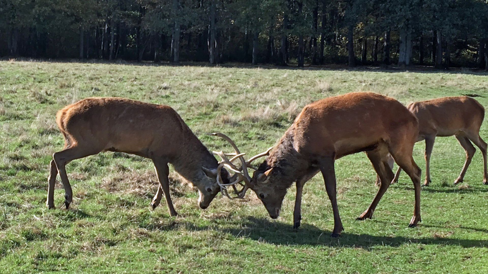 de 30 ANIMAUX de la FORÊT IENNE avec PHOTOS !