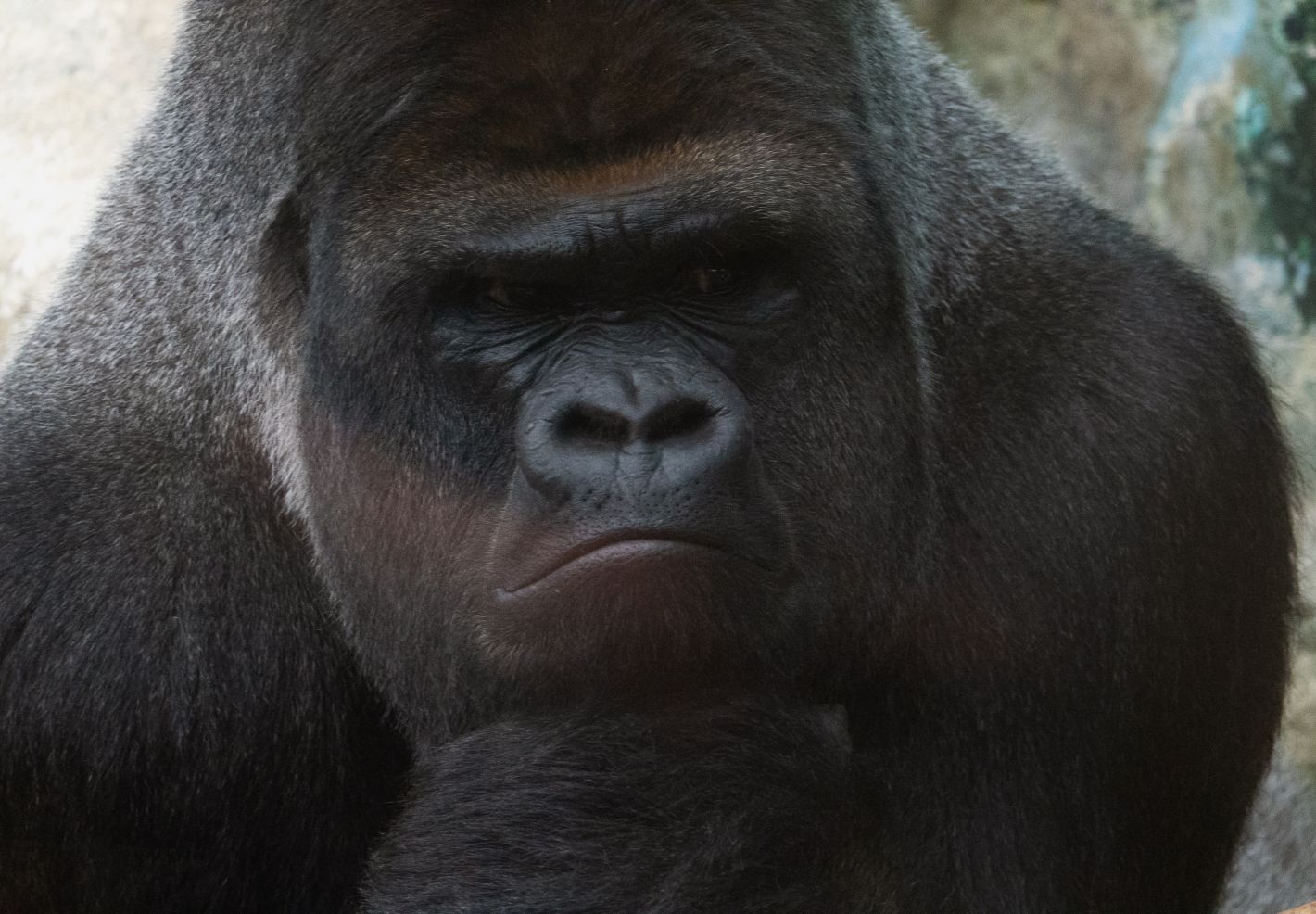 Gros plan d'Asato, le gorille star du Zooparc de Beauval (41)