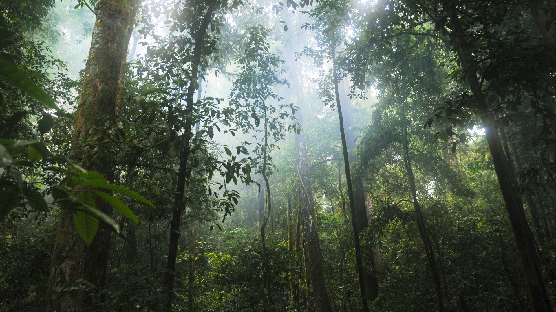 Quels animaux vivent dans la jungle ou la forêt ?