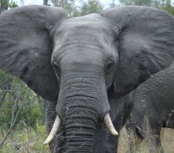 ANIMAUX DES PRAIRIES ET DE LA SAVANE