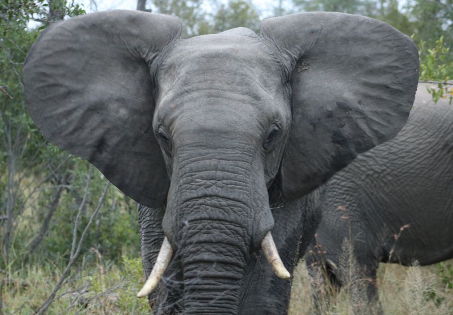 Un éléphant de savane d'Afrique en posture d'intimidation