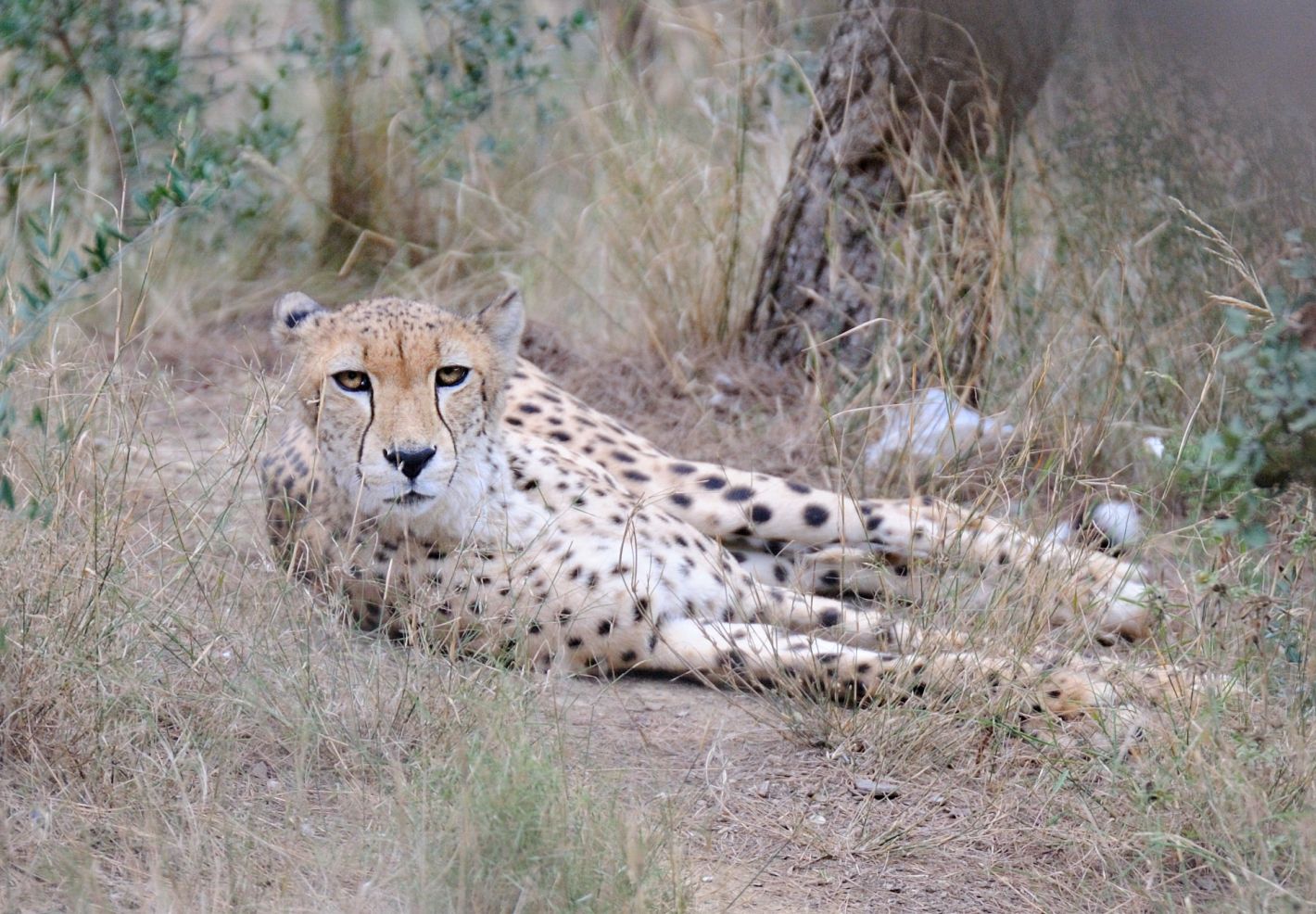 Un guépard allongé dans l'herbe