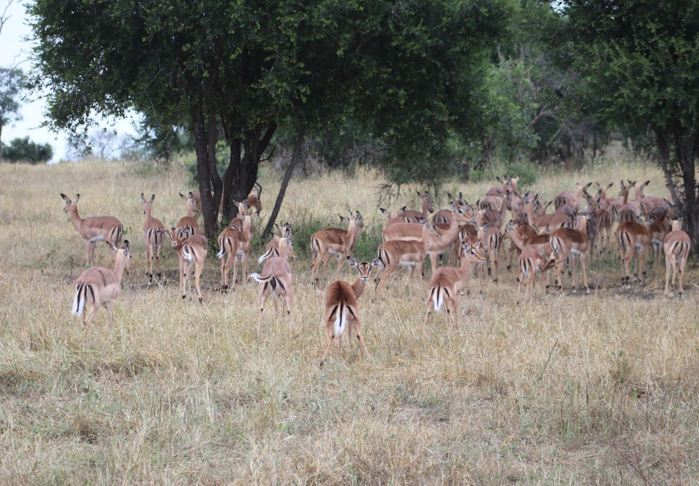 Un troupeau d'antilopes dans la savane
