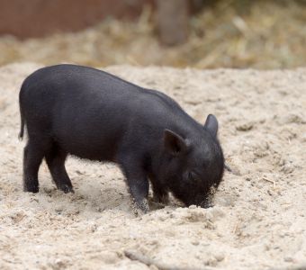 ANIMAUX DES FERMES ET ANIMAUX DES VILLES