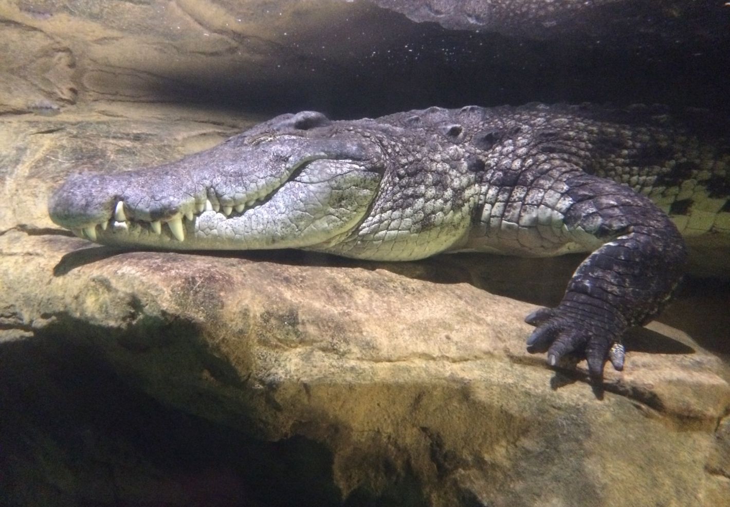 Photo d'un crocodile du Nil sous l'eau au Zoo du Bronx