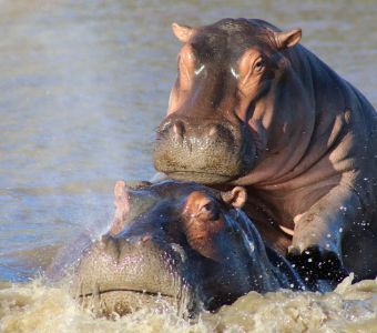 ANIMAUX DES RIVIERES ET DES MARAIS