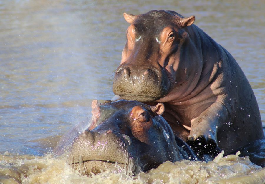 Photo de deux hippopotames amphibies dans une rivière africaine par Florent PUCHOT