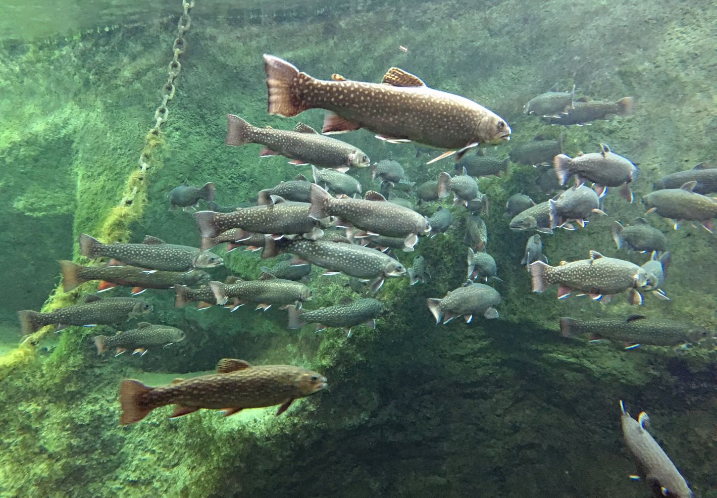 Saumon de fontaine ou omble de fontaine (Salvelinus fontinalis) au Grand Aquarium de Touraine - Julien PIERRE