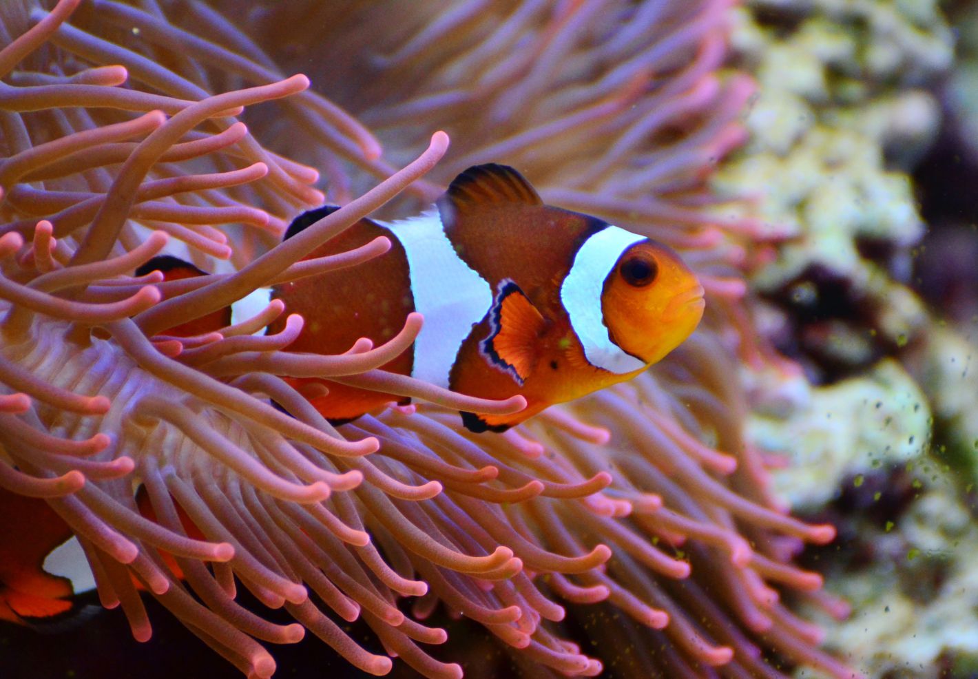 Poisson-clown dans une anémone de mer