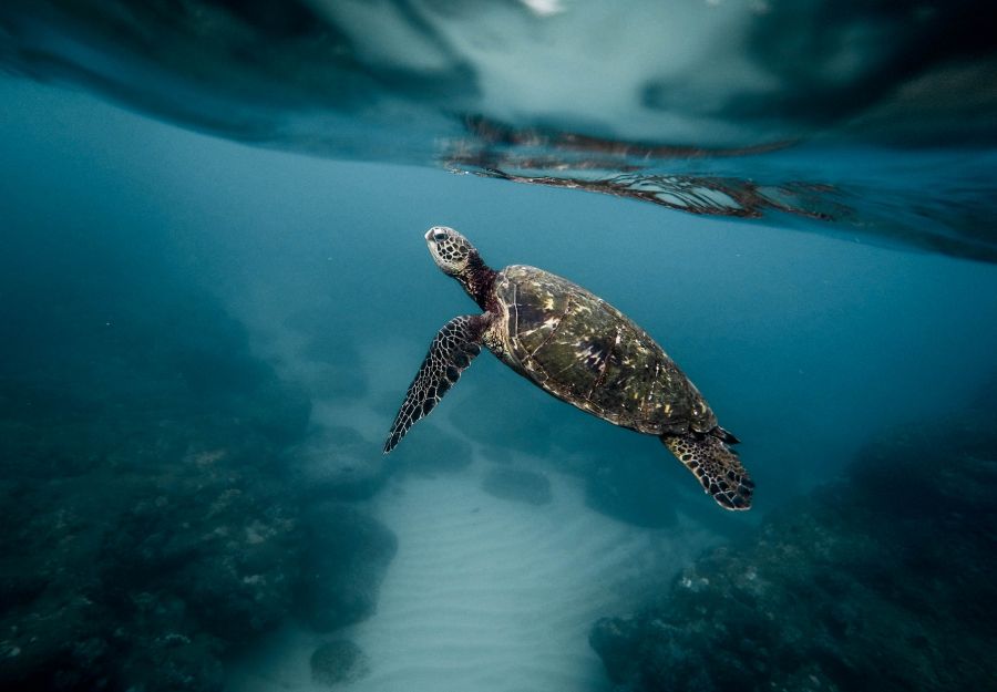 Quels animaux vivent dans les mers et les océans ?