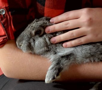 ZOOTHERAPIE : LES ANIMAUX AU CHEVET DES PERSONNES EN SOUFFRANCE