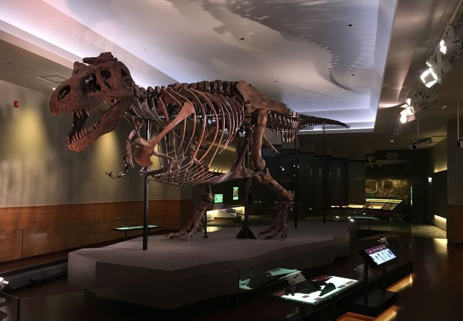 Photo de Sue le T. rex au Field Museum de Chicago - Julien PIERRE