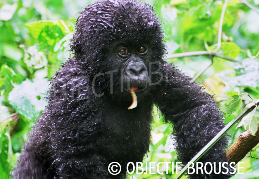  Un bébé gorille de montagne de la famille Rugendo dans les Virunga photographié par Xavier Gilibert d'Objectif Brousse