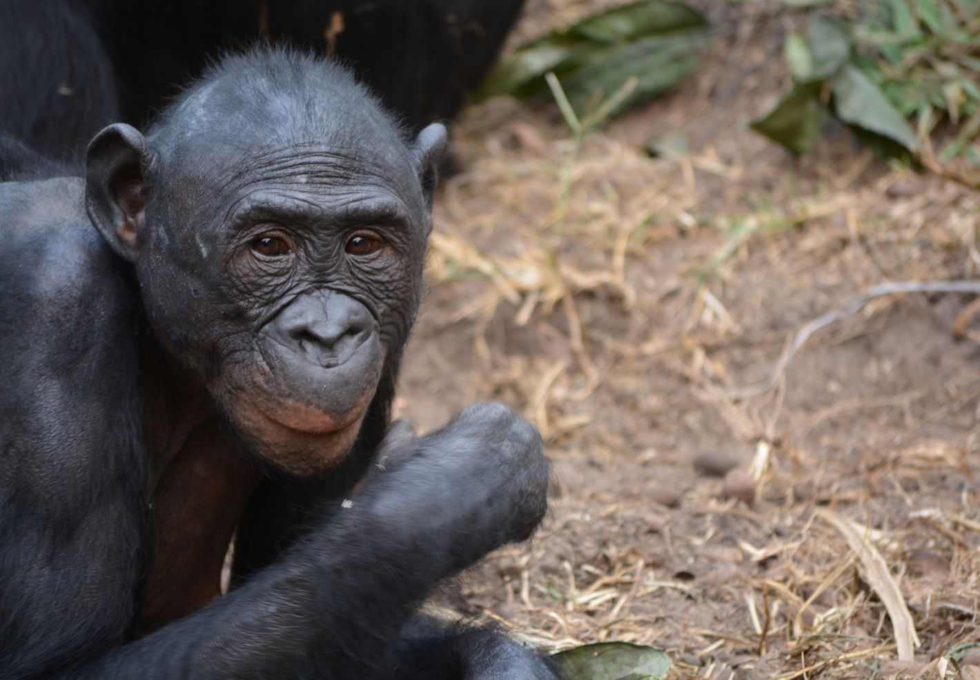 Photo d'un bonobo au centre Lola Ya Bonobo en République Démocratique du Congo