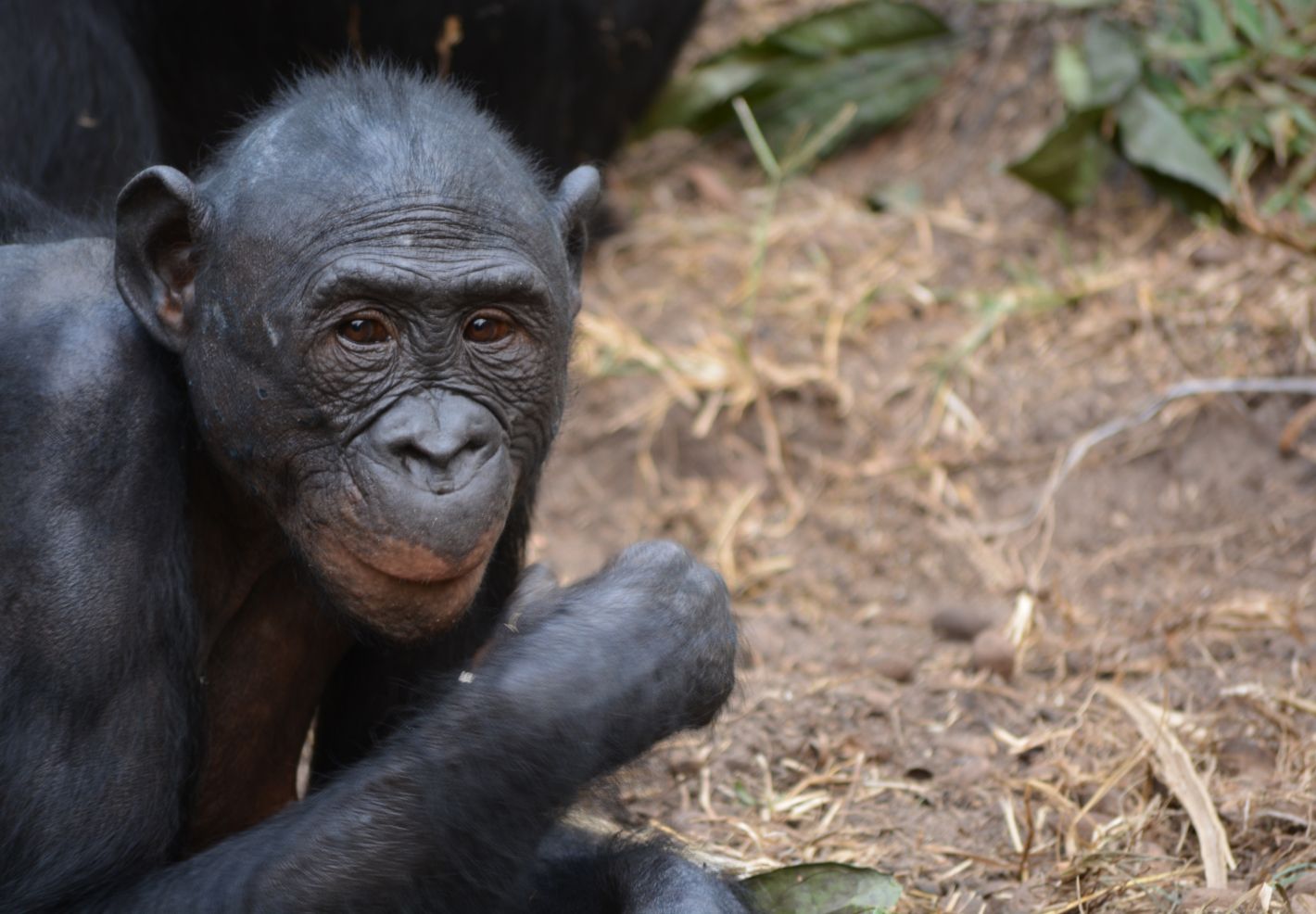 Photo d'un bonobo au centre Lola Ya Bonobo en République Démocratique du Congo