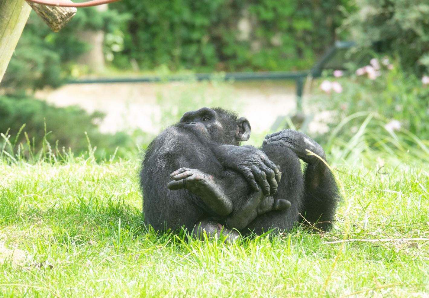 Un chimpanzé photographié au ZooParc de Beauval par Pierre-François BOUCHER