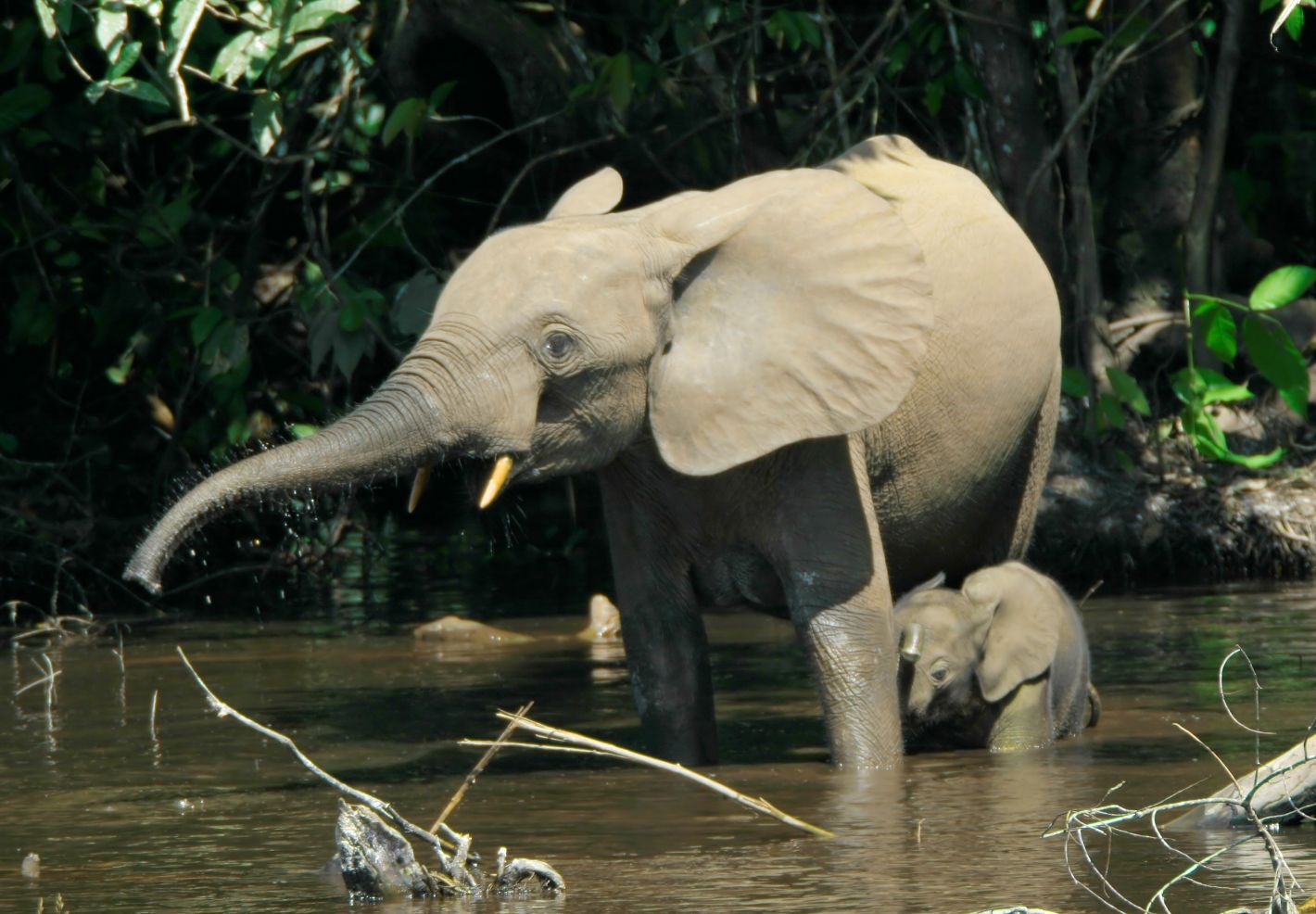 Eléphants de Forêt (Loxodonta cyclotis) dans le marais Mbeli Bai au Nouabalé-Ndoki National Park au Congo