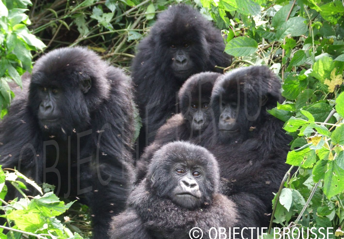 Famille de gorilles de montagne au Parc des Virunga par Xavier Gilibert d'Objectif Brousse