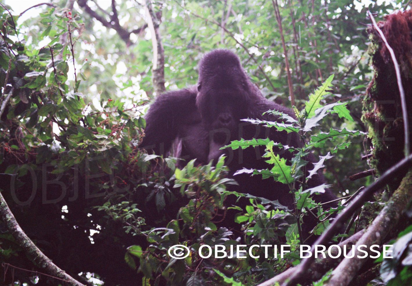 Un gorille des plaines de l'Est installé dans son nid en République Démocratique du Congo photographié par Xavier Gilibert d'Objectif Brouse