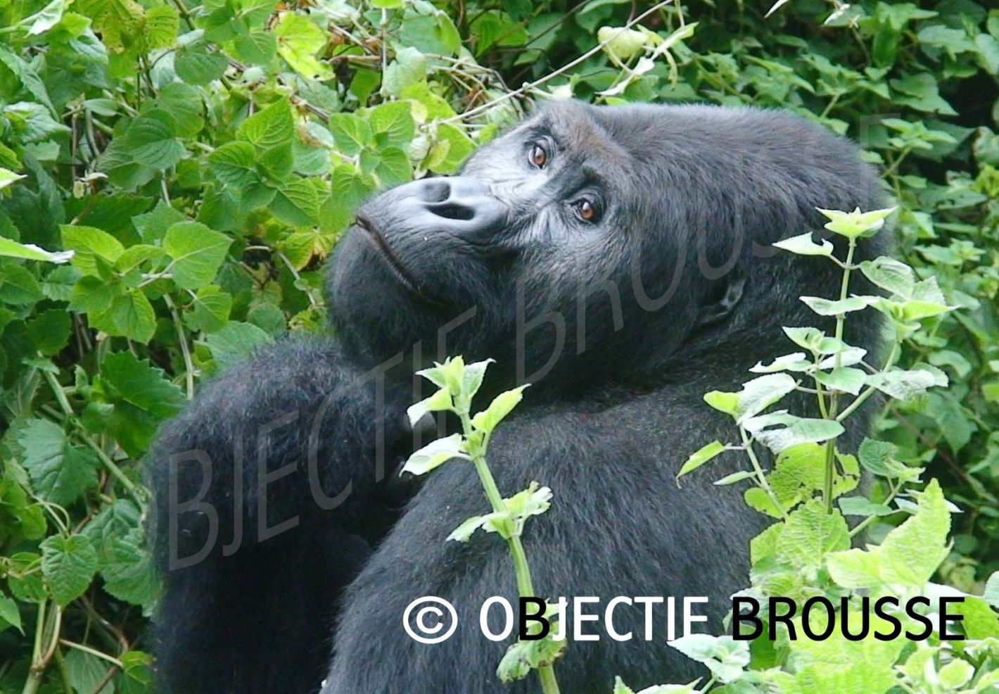  Un gorille de Grauer photographié par Xavier Gilibert d'Objectif Brousse en République Démocratique du Congo