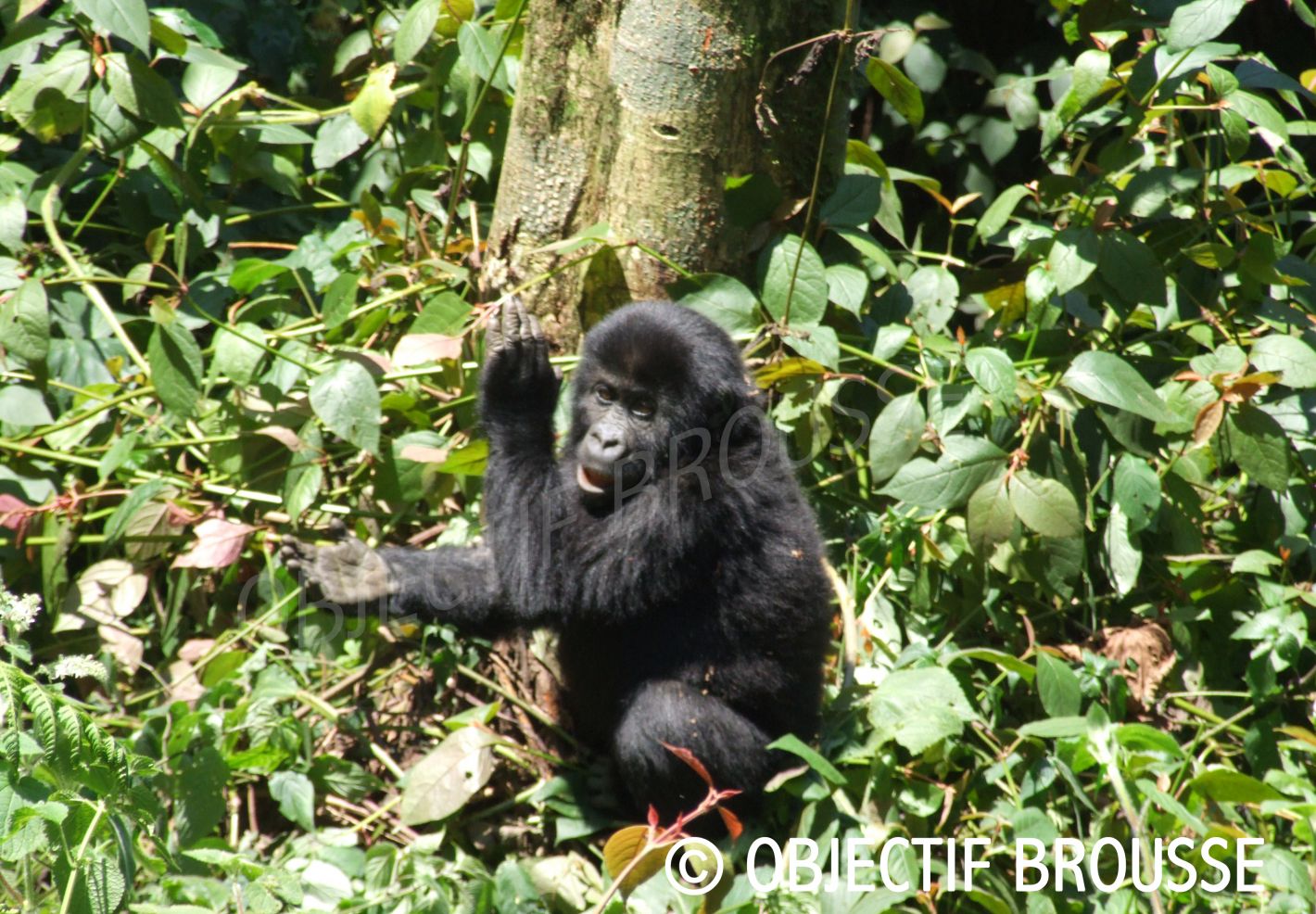 Photo d'un jeune gorille en train d'applaudir par Xavier Gilibert d'Objectif Brousse