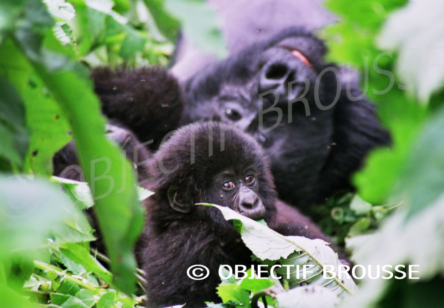 Des gorilles de montagne photographiés par Xavier Gilibert d'Objectif Brousse aux Virunga